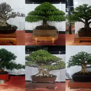 Sekda (yang juga menjabat ketua PPBI) Demak, target 50 bonsai dari Kota Wali yang ikut Pamlok Kudus terlampaui.