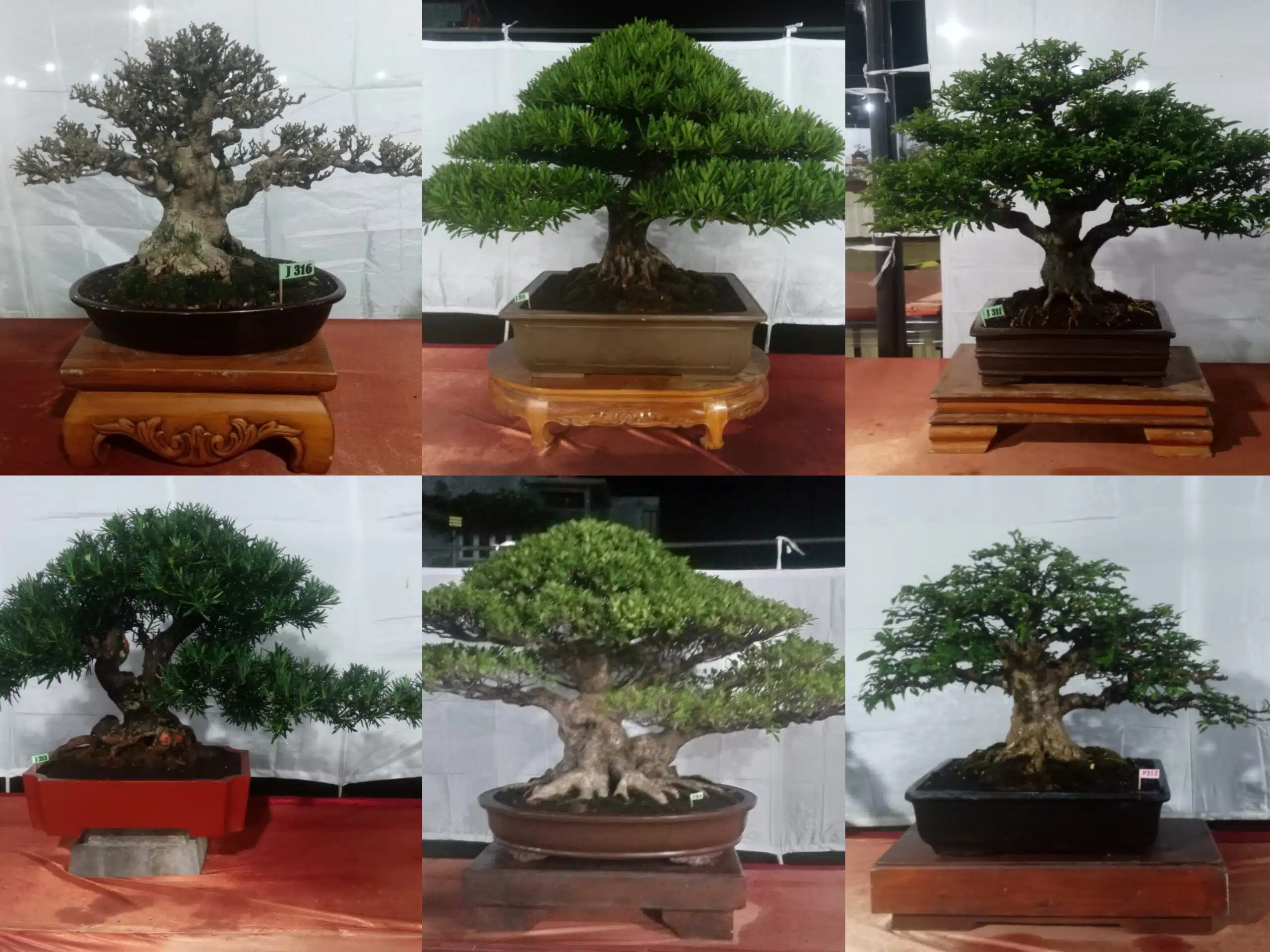 Sekda (yang juga menjabat ketua PPBI) Demak, target 50 bonsai dari Kota Wali yang ikut Pamlok Kudus terlampaui.